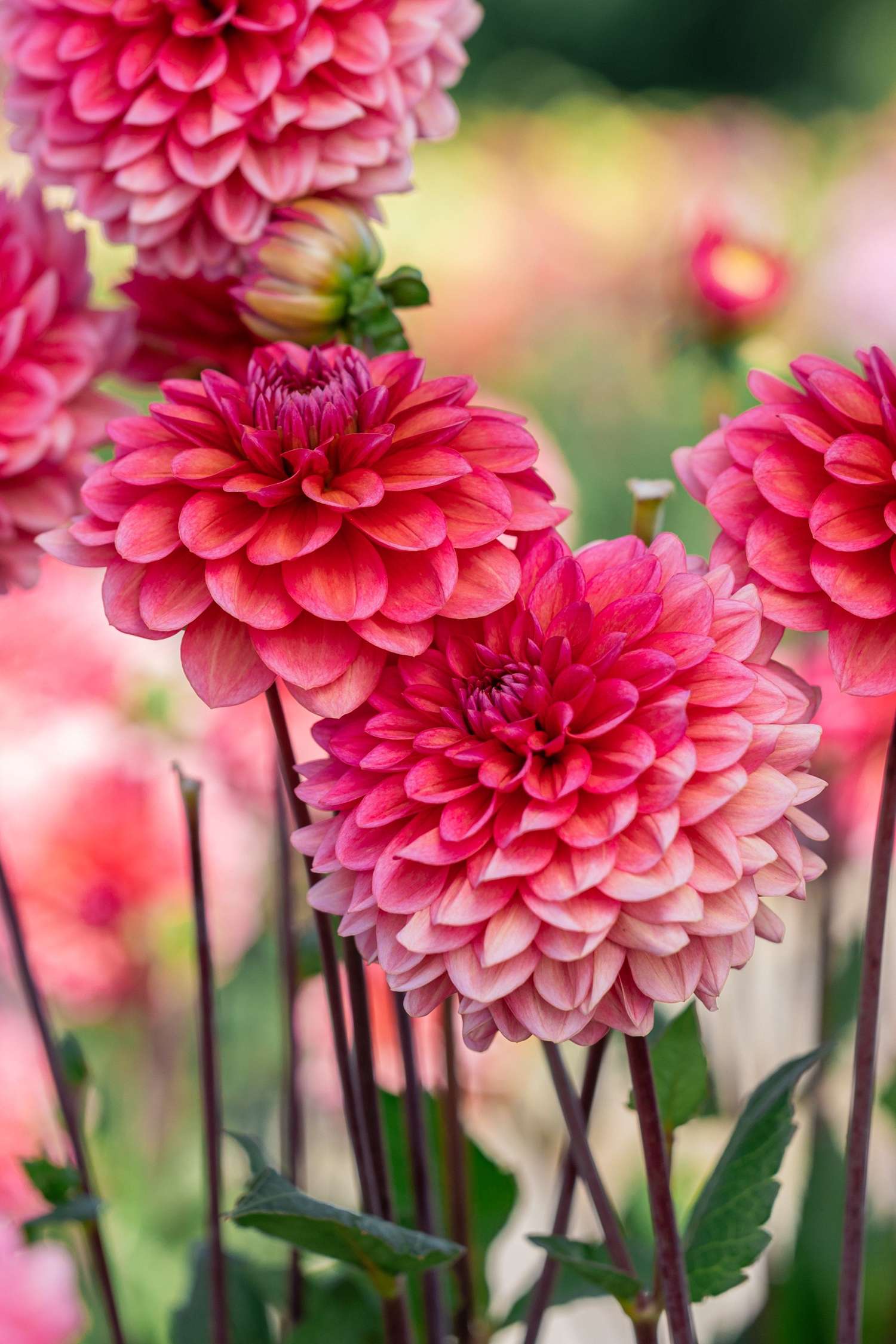 Dahlie 'Salmon Runner'